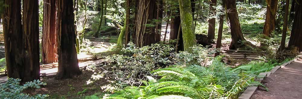 Wooded trail